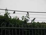 18988 Birds on a wire.jpg